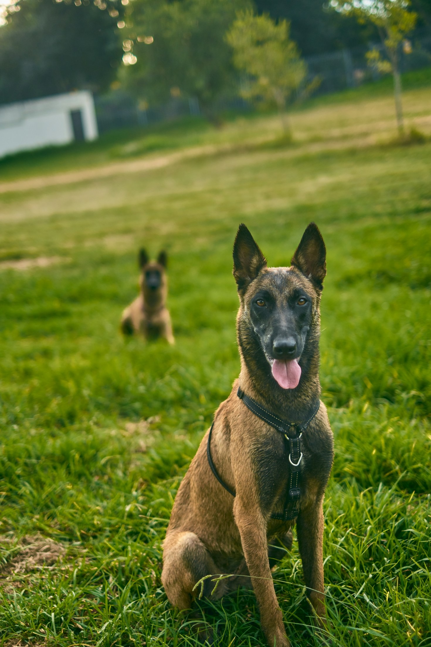 Die Werte hinter unserer Malinois-Zucht