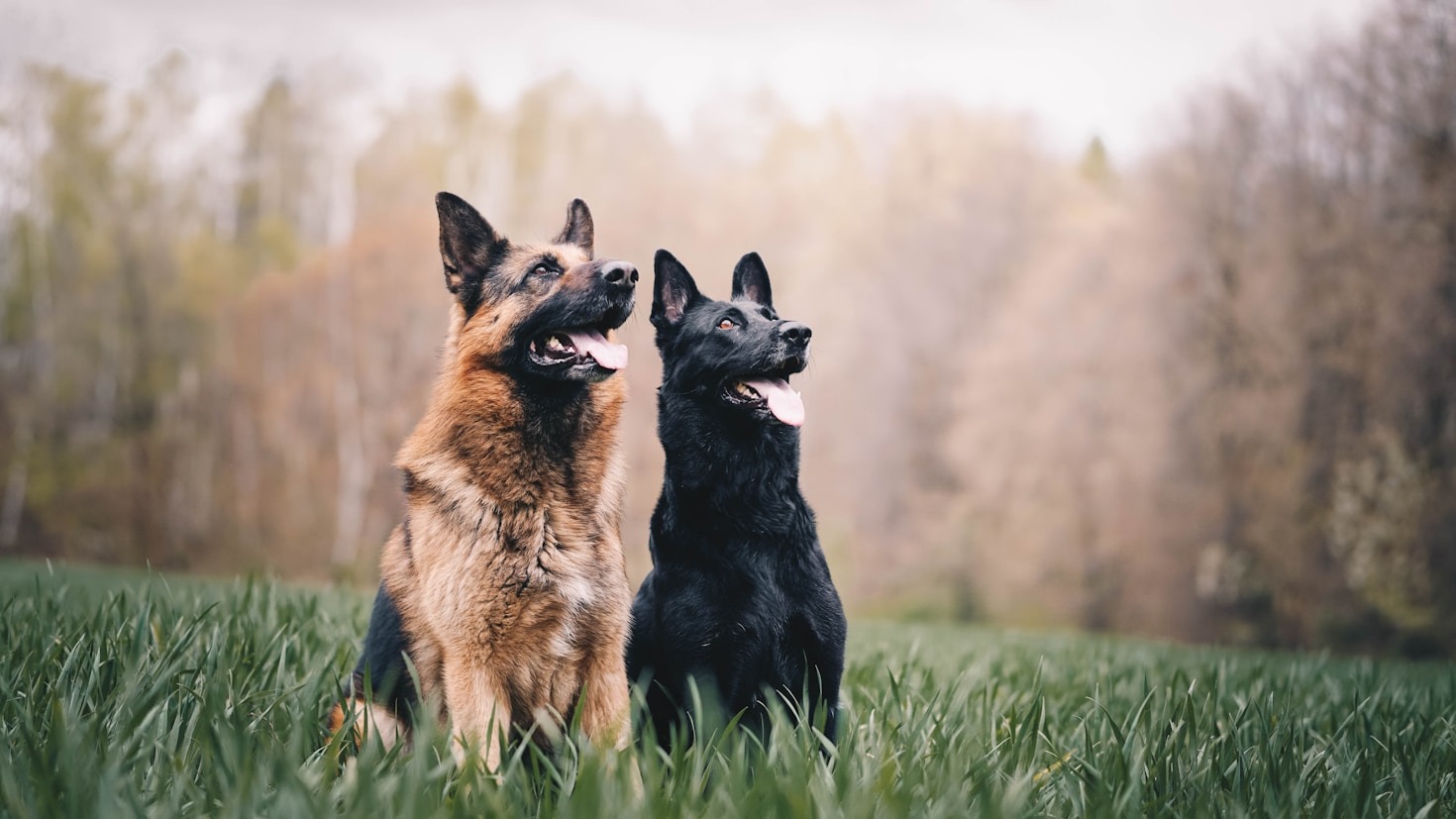 Was macht einen Malinois familienfreundlich?