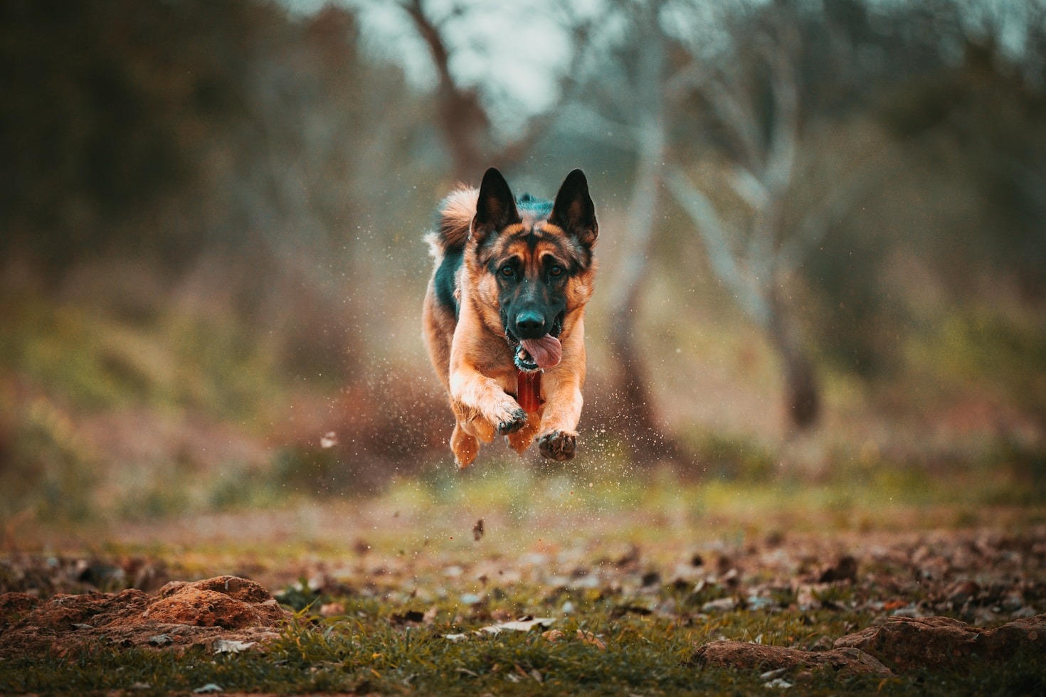 Tipps zur Auswahl des richtigen Malinois für Ihre Familie