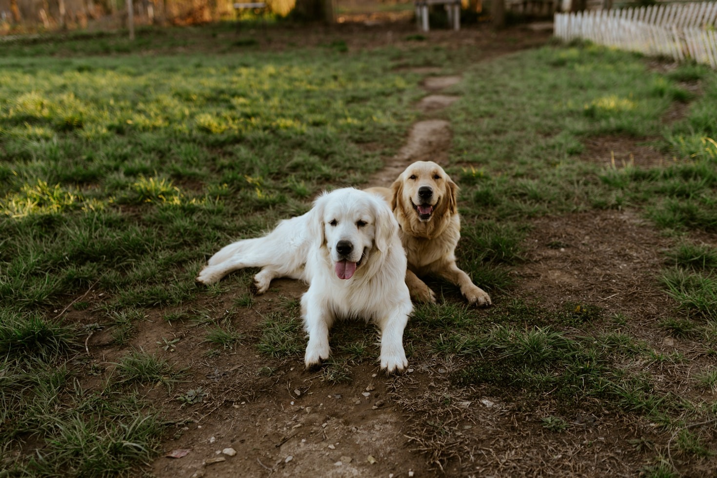 Warum alltagstaugliche Hunde so wichtig sind